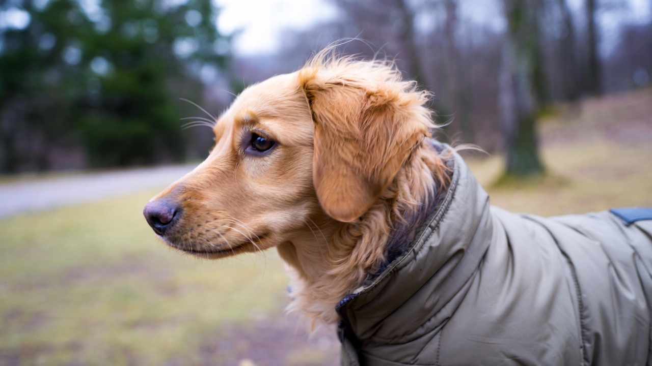 Pies w ubraniu na spacerze – kiedy ubranie pomaga psu, a kiedy jest zbędne