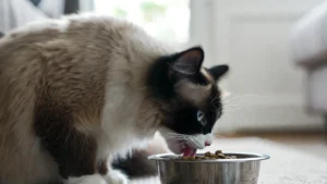 Kot rasowy jedzący posiłek – świadome karmienie dopasowane do potrzeb kota